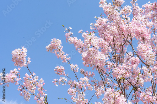 快晴の下の満開の桜