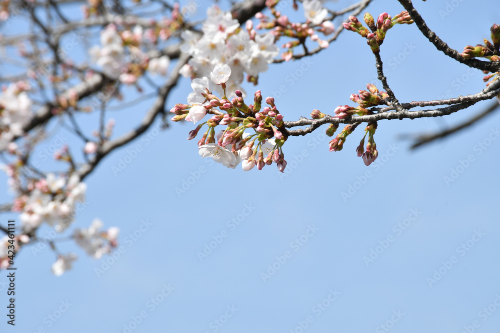 桜の花 咲き始め つぼみ 桜の花 咲き始め つぼみ