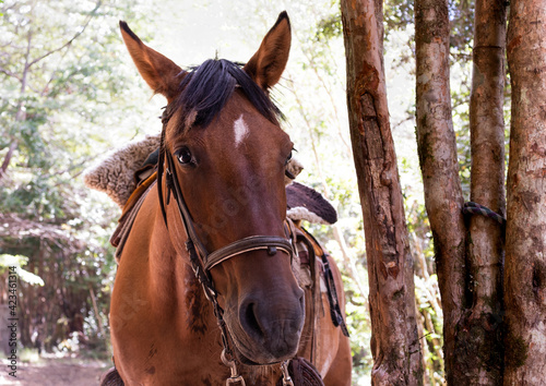 Portrait of a chilean horse