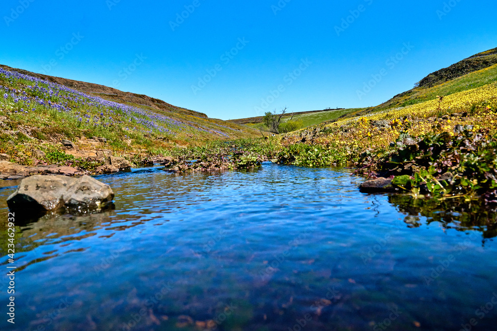 Field of Wildflowers Mountain landscape with Creek in Oroville California; North Table Mountain Ecological Reserve; Northern California; Wildflowers