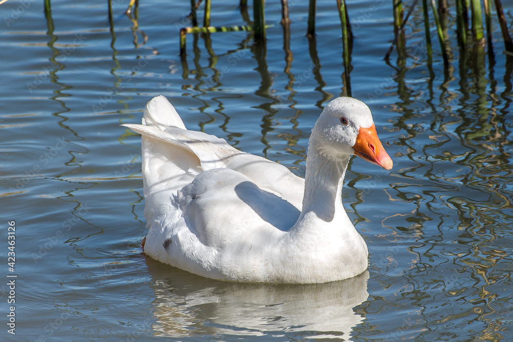 white goose swimming white goose swimming