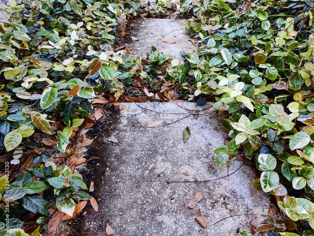 Obraz premium Overgrown Vined Path