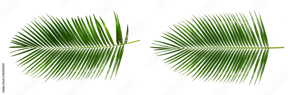 Obraz premium Palm leaves isolated