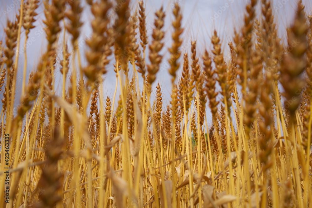 Fototapeta premium 田園地域の実り_麦畑