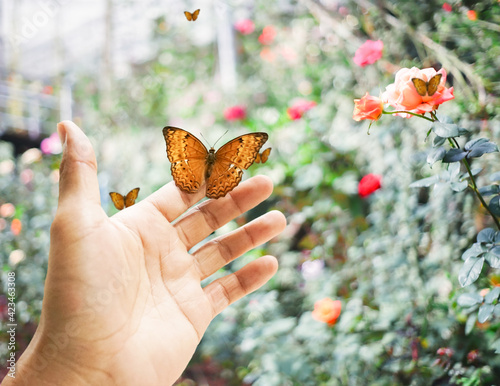 Photography Out of focus butterfly on hand close up