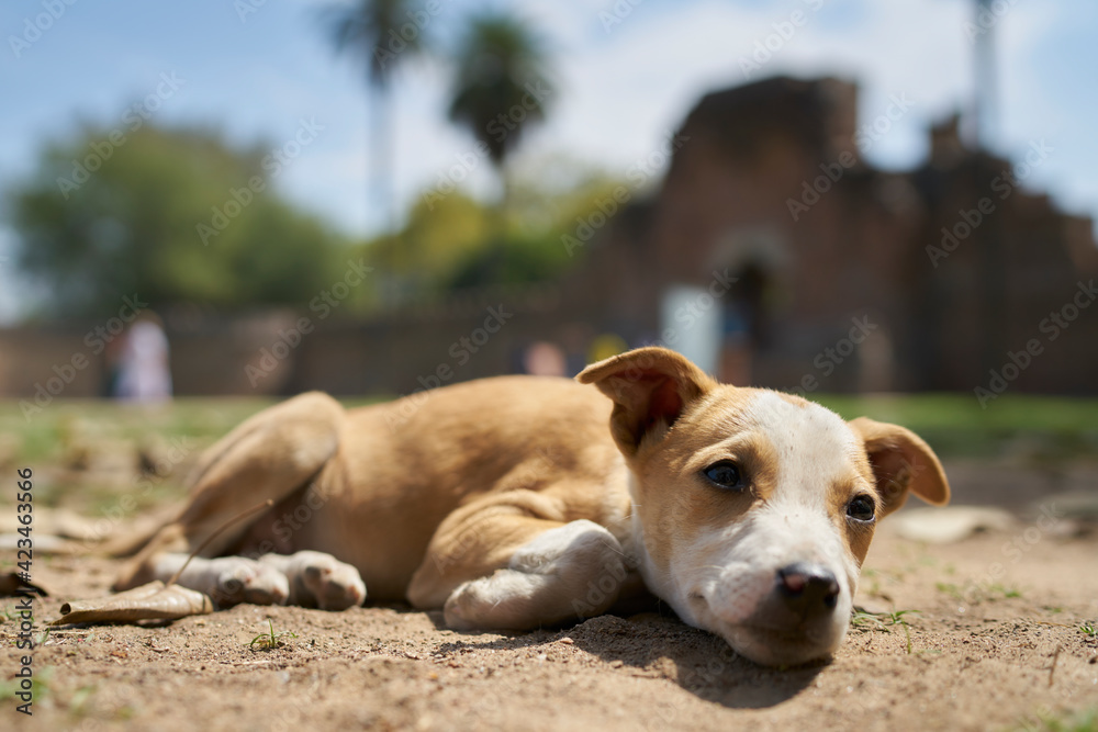 インドデリーのフマユーン廟の子犬 インドデリーのフマユーン廟の子犬
