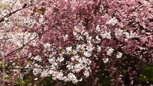 Wallpaper Mural 風にゆれる桜 Torontodigital.ca