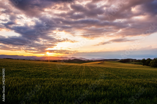 夏の美瑛町美馬牛 夕日に照らされた麦畑の風景  © TATSUYA UEDA