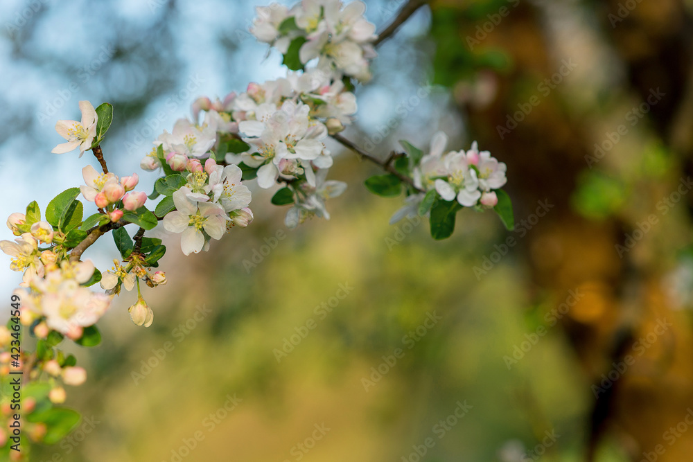flowering branch of an apple tree. Blurred green background. Spring bloom