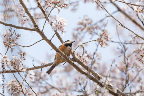 桜の花と小鳥