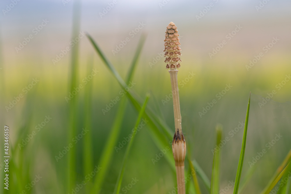 土手沿いのつくしんぼ