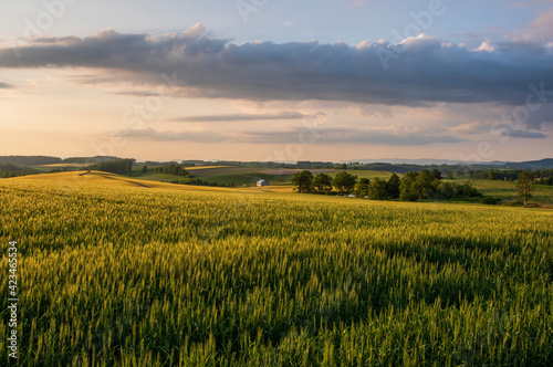 夏の美瑛町美馬牛 夕日に照らされた麦畑の風景