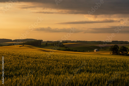 夏の美瑛町美馬牛 夕日に照らされた麦畑の風景