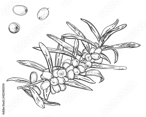 Hand drawn sketch black and white of sea buckthorn, berry, leaf. Vector illustration. Elements in graphic style label, sticker, menu, package. Engraved sea-buckthorn.