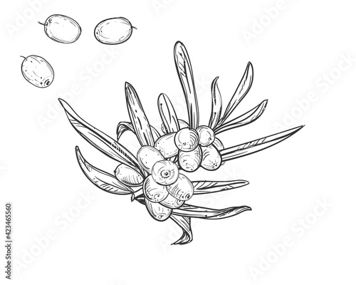 Hand drawn sketch black and white of sea buckthorn, berry, leaf. Vector illustration. Elements in graphic style label, sticker, menu, package. Engraved sea-buckthorn.