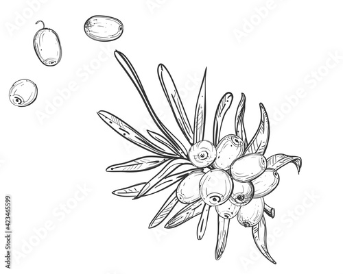 Hand drawn sketch black and white of sea buckthorn, berry, leaf. Vector illustration. Elements in graphic style label, sticker, menu, package. Engraved sea-buckthorn.