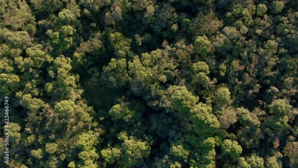 Mata Atlântica vista de cima / Atlantic Forest seen from above Mata Atlântica vista de cima / Atlantic Forest seen from above