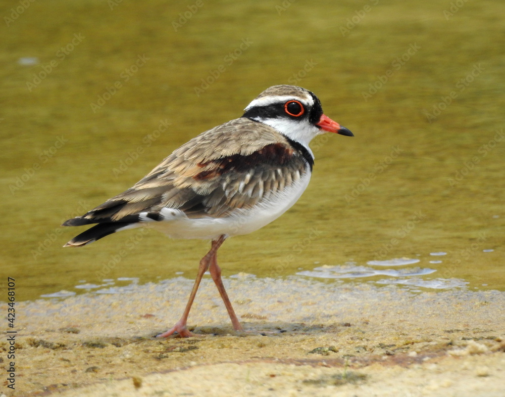 Black-fronted dotterel on a sandy shore Black-fronted dotterel on a sandy shore
