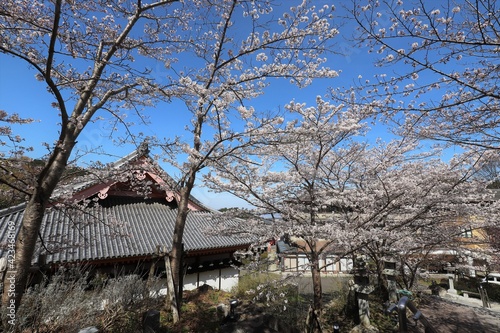奈良県 壷阪寺の桜大仏