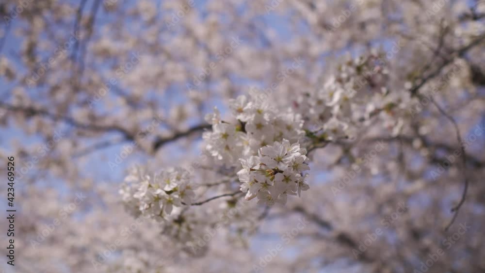 桜の花_06 桜の花_06
