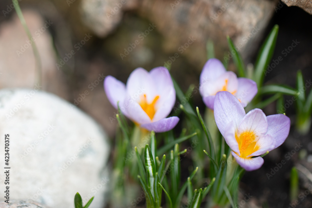 spring crocus flowers