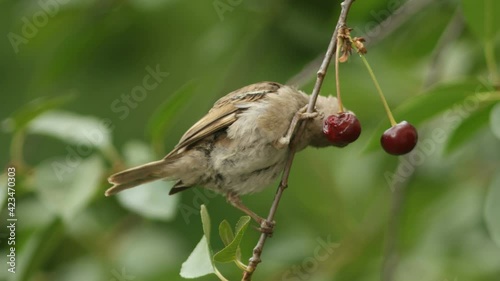 Female of house sparrow (Passer domesticus) sitting on a branch and eating cherries berries.