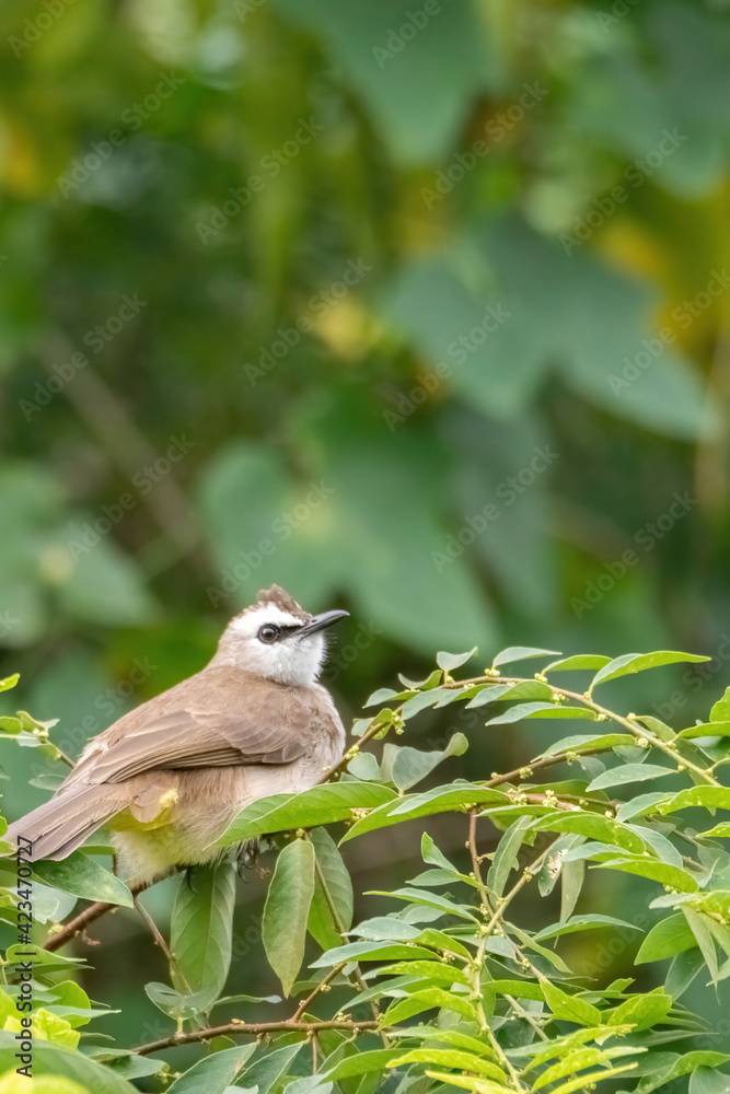 yellow-vented bulbul perched on branch in nature