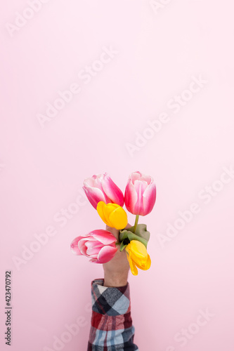 Tulips in a man's hand on a pink background. Concept, mockup tamplate card, gift for a girl. Copy space. © Plutmaverick