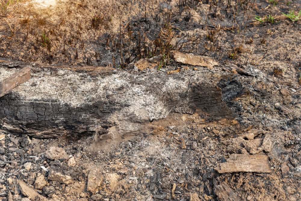 Burnt tree stump at the rice field after harvest, Thailand. Burnt tree stump at the rice field after harvest, Thailand.