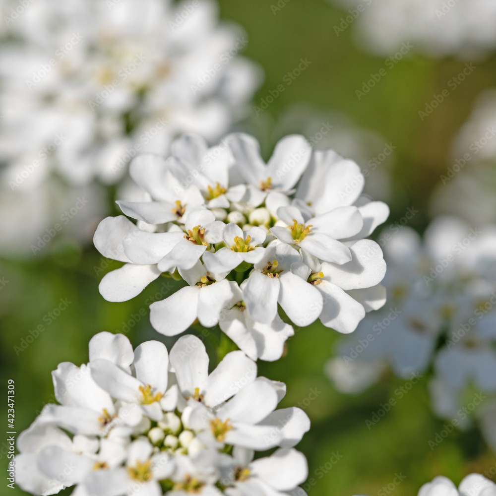 Blühende Schleifenblume, Iberis, im Frühling Blühende Schleifenblume, Iberis, im Frühling