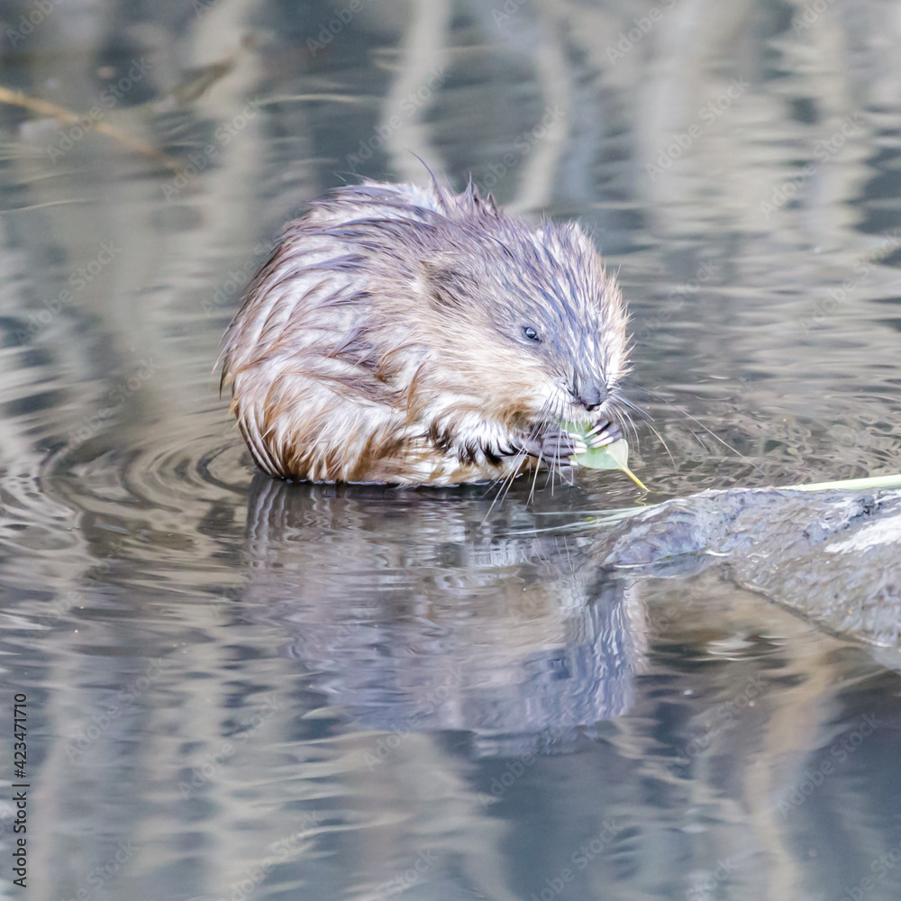 Muskrat eating a leaf in Marsh, showing its long claws. Palo Alto Baylands, Santa Clara County, California, USA. Muskrat eating a leaf in Marsh, showing its long claws. Palo Alto Baylands, Santa Clara County, California, USA.