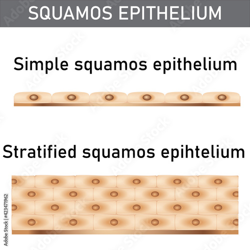 Scientific and medical illustration of the epithelium structure types, cells of simple and stratified squamos epithelium.