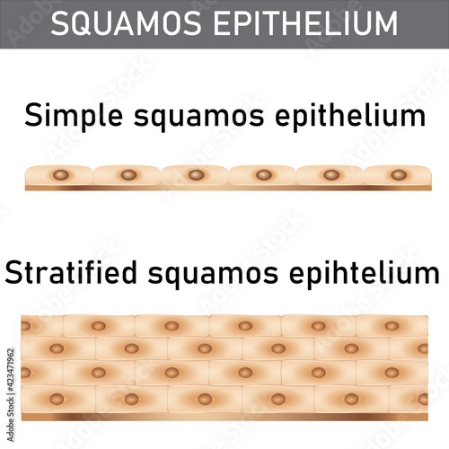 Scientific and medical illustration of the epithelium structure types, cells of simple and stratified squamos epithelium. photo