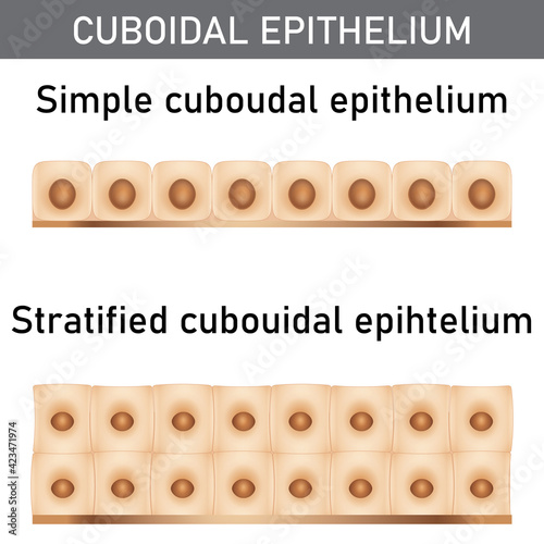 Scientific and medical illustration of the epithelium structure types, cells of simple and stratified cuboidal epithelium.