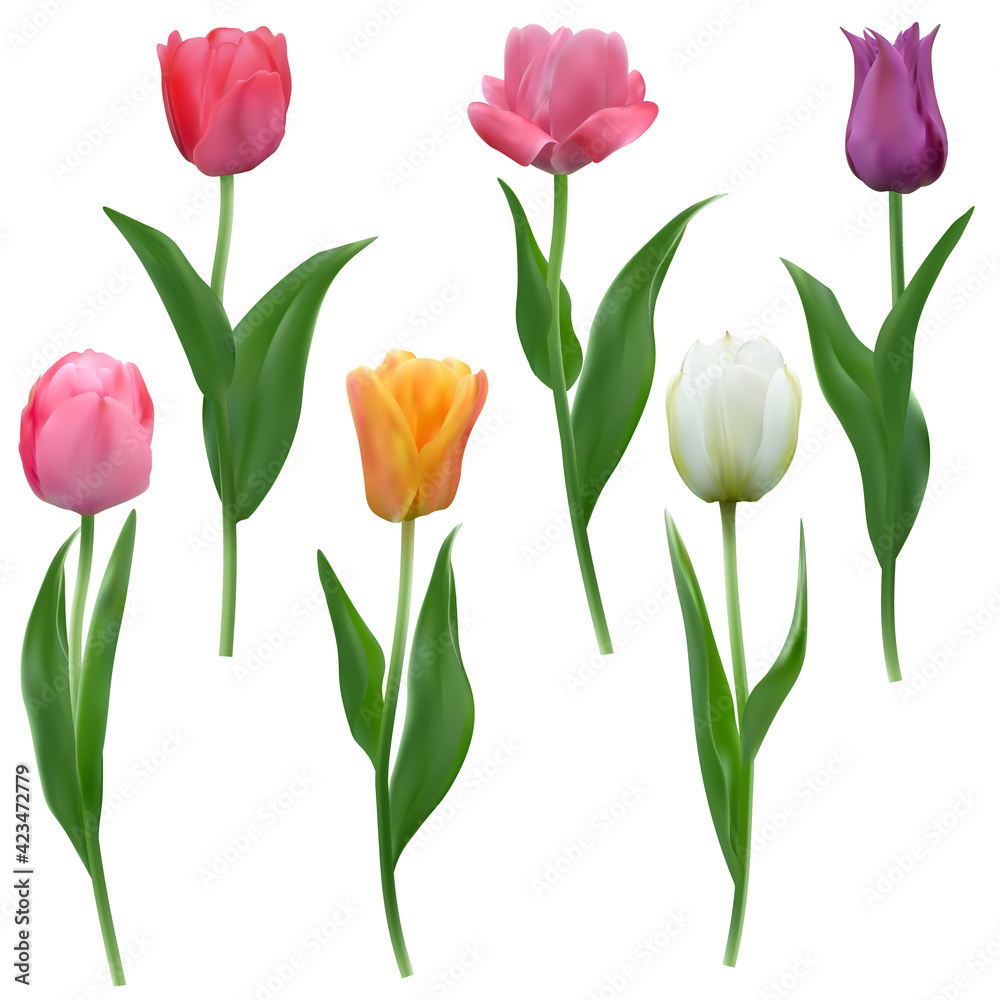 Set of colorful Tulips with leaves isolated on a transparent background. Realistic mesh vector illustration for any festive design, posters and cards with live spring flowers.