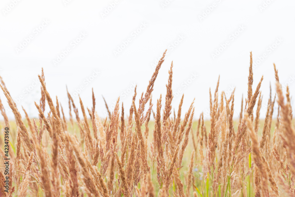 Fototapeta Field of bushgrass as silo for animal feeding.Botanical background with tranquil meadow