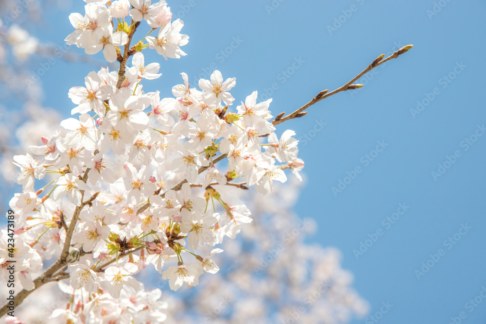 満開の桜(島根県安来市清水寺) 満開の桜(島根県安来市清水寺)