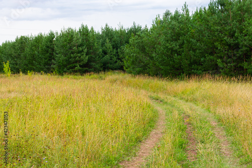 Concept of turning way  rural road near the pine tree forest at summertime  calm grassland