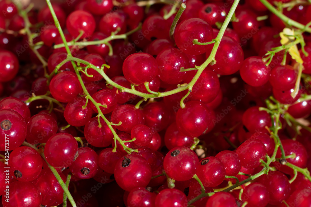 Ripe raw red currant berries on bright sun. Summer vegetarian food pattern. Harvesting and gardening berries Ripe raw red currant berries on bright sun. Summer vegetarian food pattern. Harvesting and gardening berries