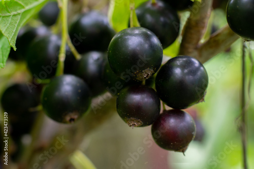 Ripe black currant berries hanging on branch of berry bush in the garden, cultivatian of berries, vegetarian food
