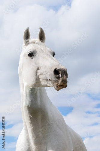 White horse on white clouded summer blue sky with funny interrogative expression. Vertical format © Sunny_Smile