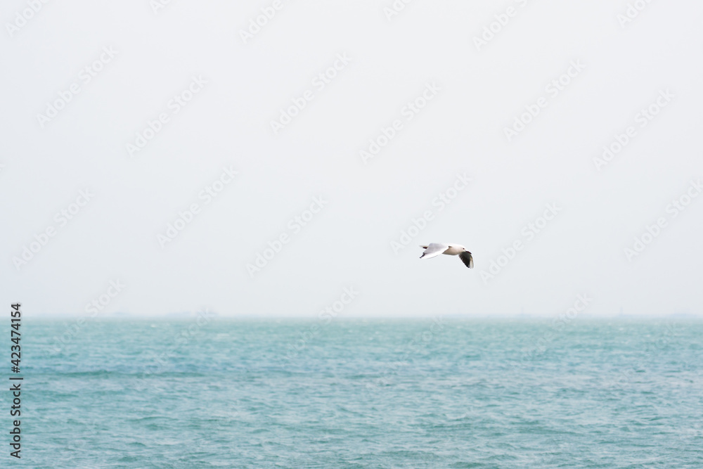 Seagull in flight over the sea