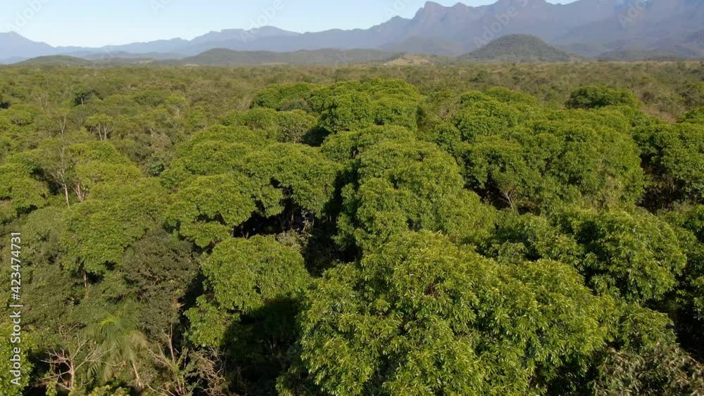 Mata Atlântica em Antonina, Paraná - Atlantic Forest in Antonina, Paraná Mata Atlântica em Antonina, Paraná - Atlantic Forest in Antonina, Paraná