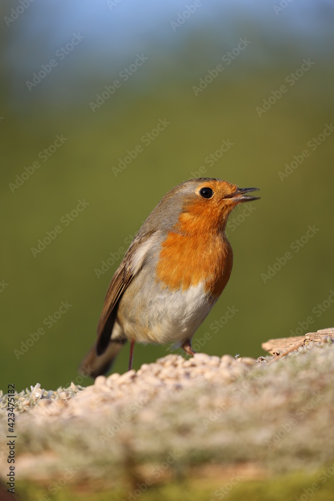 European Robin (Erithacus rubecula) close-up view European Robin (Erithacus rubecula) close-up view