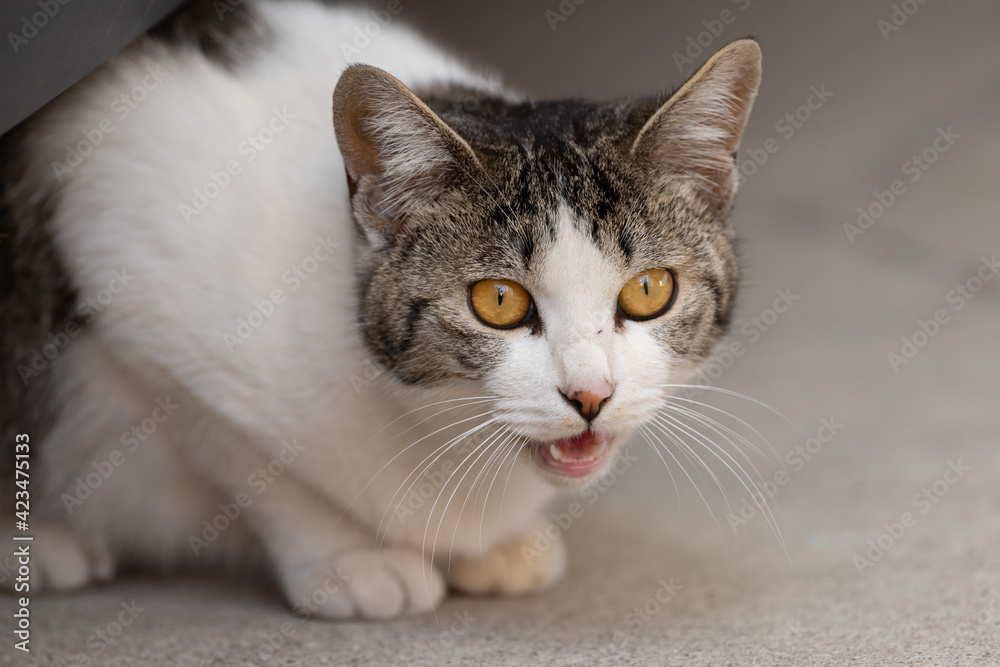 Obraz premium ニャー