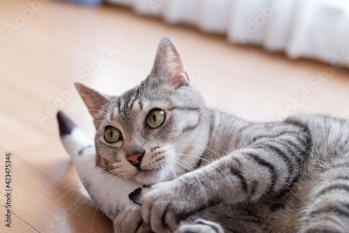 ぬいぐるみを抱く猫　サバトラ猫 © rai