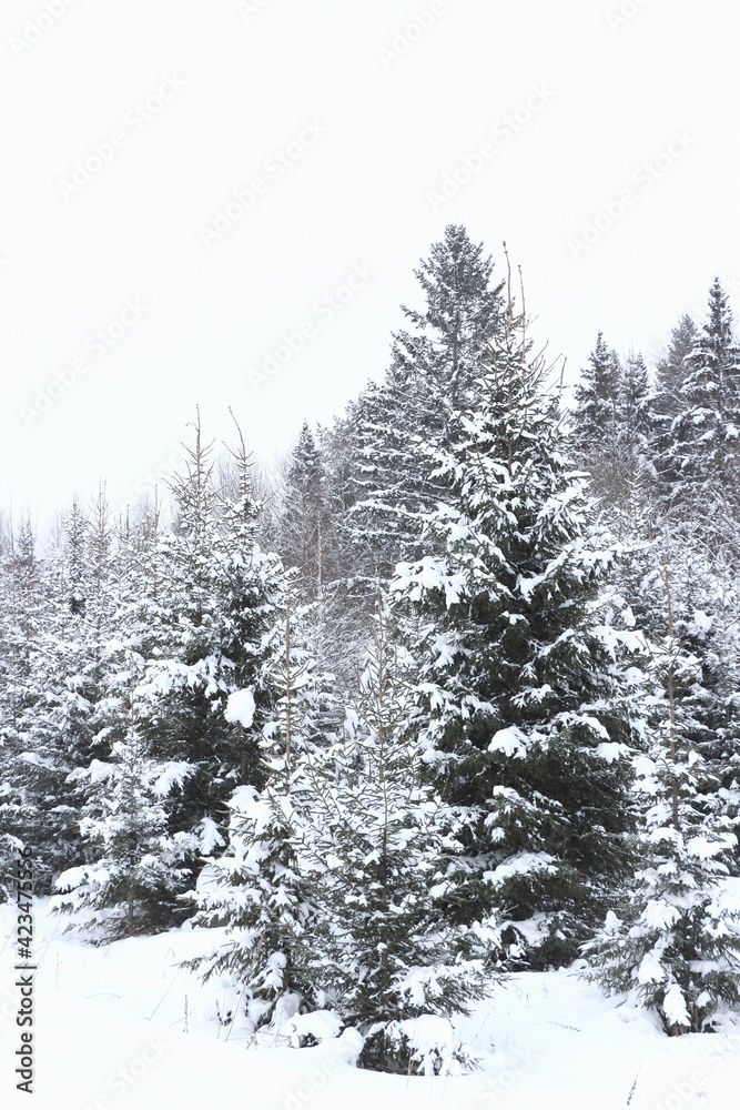 snow covered pine trees snow covered pine trees