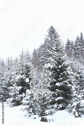 snow covered pine trees © ElenaAim