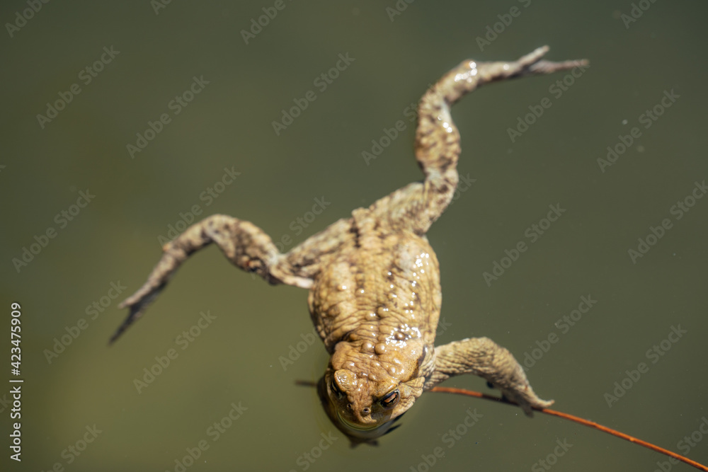 Obraz premium frog swimming in a pond