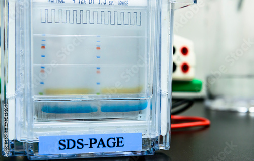 Protein ladder and protein samples were separated by molecular mass on SDS-PAGE